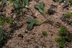 Riccia crassa