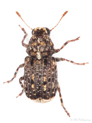 Dissoleucas niveirostris