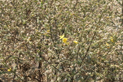 Verbascum pinnatifidum