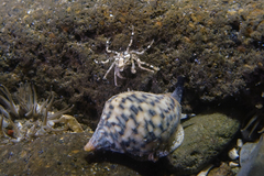 Halicarcinus