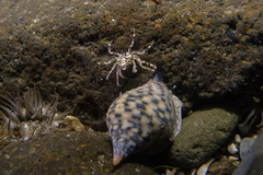 Halicarcinus