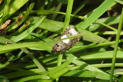 Notocelia trimaculana