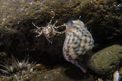 Halicarcinus