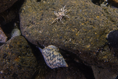 Halicarcinus