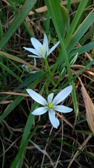 Ornithogalum baeticum