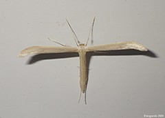 Hellinsia lacteodactylus