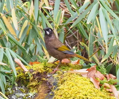 Trochalopteron affine