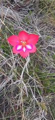Gladiolus carmineus