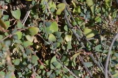 Chenopodium triandrum