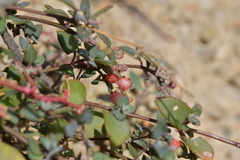 Chenopodium triandrum