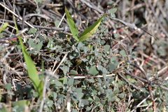 Chenopodium triandrum