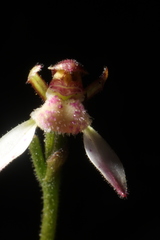 Eriochilus
