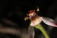 Eriochilus