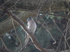 Fringilla coelebs africana