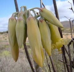 Cotyledon orbiculata spuria