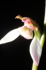 Eriochilus