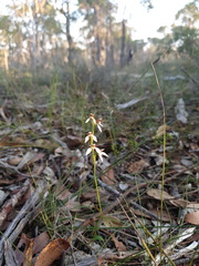 Eriochilus