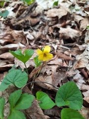 Viola rotundifolia