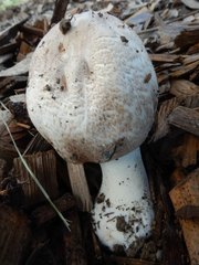 Agaricus