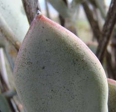 Cotyledon orbiculata spuria