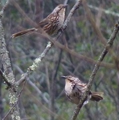 Pterorhinus lanceolatus