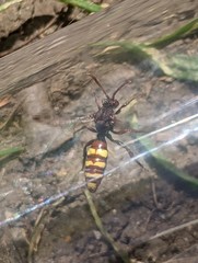 Nomada flava