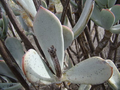 Cotyledon orbiculata spuria