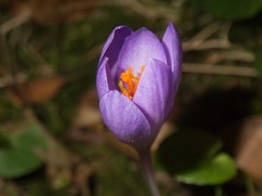 Crocus serotinus