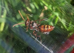 Nomada flava