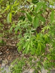 Vitex negundo heterophylla