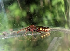 Nomada flava