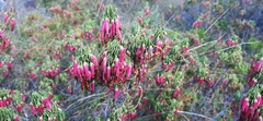 Erica plukenetii