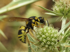 Euodynerus fastidiosus