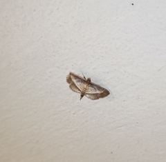 Cnaphalocrocis bilinealis