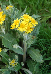 Tephroseris longifolia