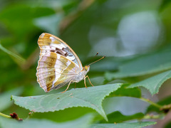 Argynnis sagana