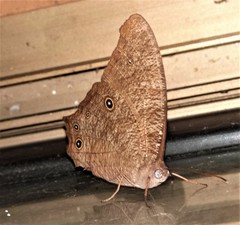 Melanitis leda bankia