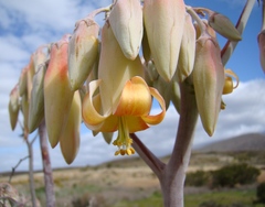 Cotyledon orbiculata spuria