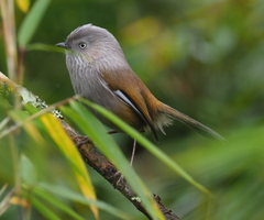 Grey-Hooded Fulvetta photo 2
