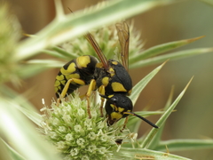 Euodynerus fastidiosus