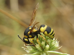 Euodynerus fastidiosus