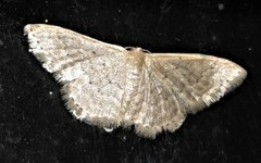 Idaea eretmopus