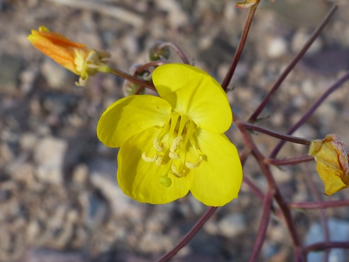 Chylismia brevipes ssp. pallidula