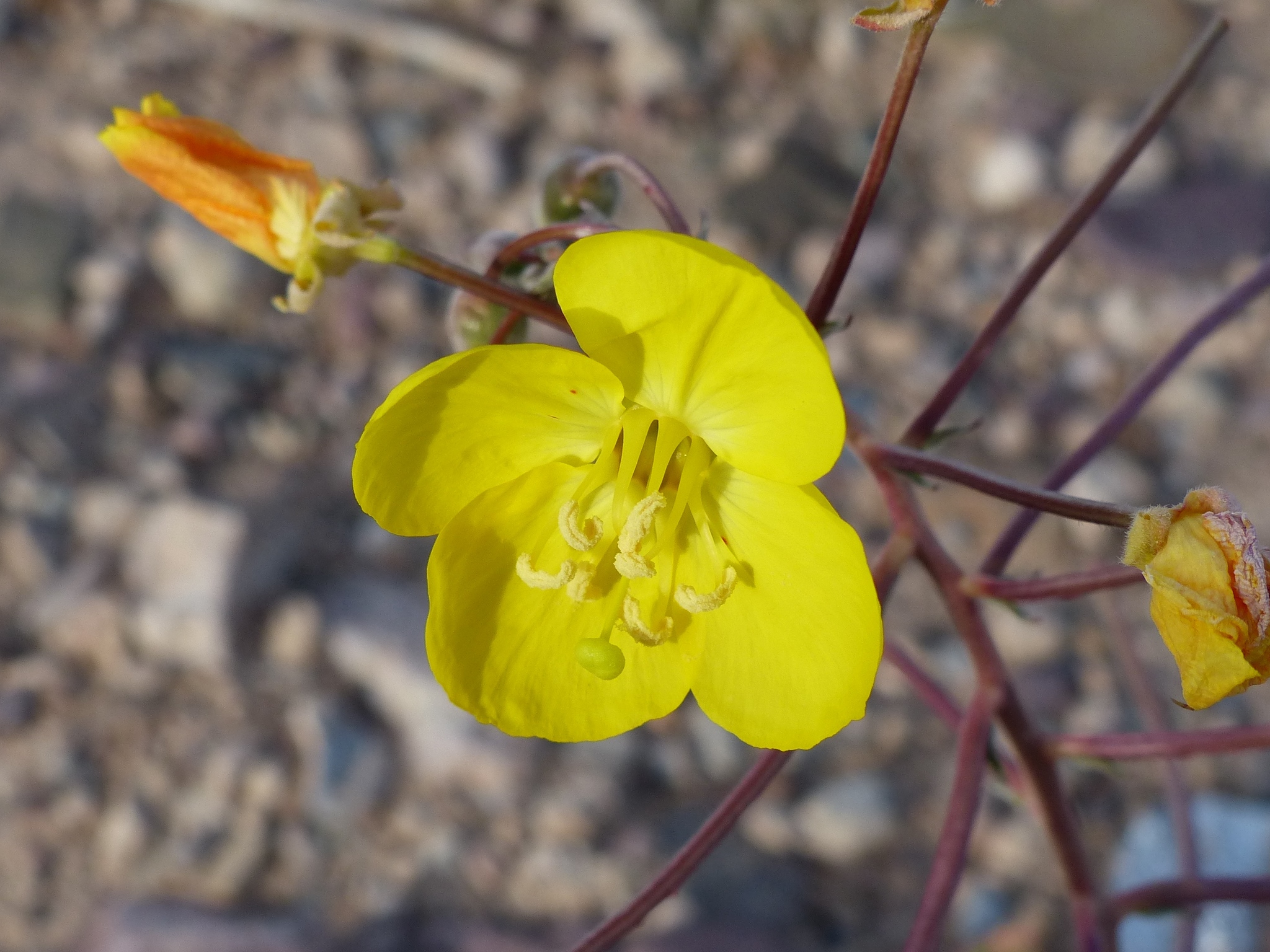 Chylismia brevipes ssp. pallidula