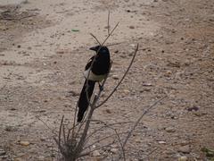 Pica mauritanica