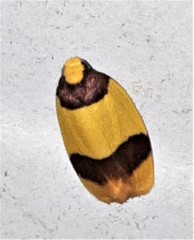 Heterallactis microchrysa