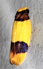 Heterallactis microchrysa