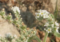 Heliotropium suaveolens
