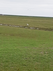 Platalea leucorodia