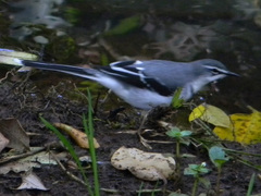 Motacilla clara